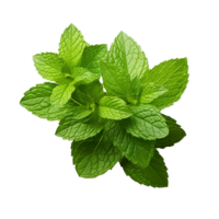 AI generated Mint leaves png isolated on transparent background