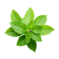 AI generated Mint leaves png isolated on transparent background