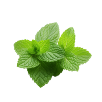 AI generated Mint leaves png isolated on transparent background