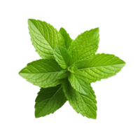 AI generated Mint leaves png isolated on transparent background