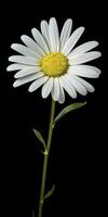 AI generated Common daisy isolated on black background. AI Generated photo