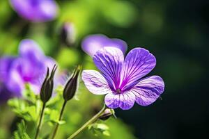 AI generated Geranium wilfordii flower. AI Generated photo