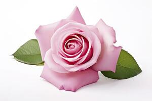 AI generated Pink rose isolated on white background. AI Generated photo