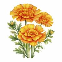 AI generated Watercolor autumn marigold flowers with raindrops on white background. AI Generated photo