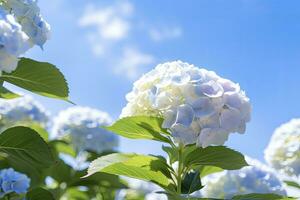 AI generated Blue French hydrangea under blue sky. AI Generated photo