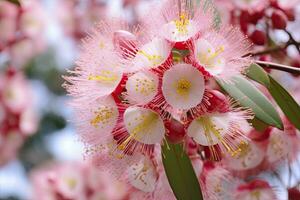 ai generado hermosa goma árbol rosado flores y brotes ai generado foto