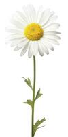 AI generated Common daisy isolated on white background. AI Generated photo