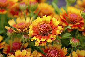 AI generated Gaillardia or Blanket Flower. Bright and Colorful Shades of Warm Tones. AI Generated photo