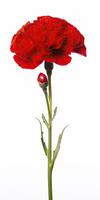 AI generated Red Carnation isolated on white background. AI Generated photo