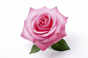 AI generated Pink rose isolated on white background. AI Generated photo