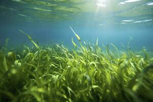 AI generated Underwater view of a group of seabed with green seagrass. AI Generated photo