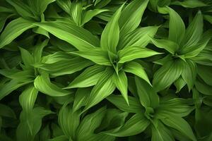 ai generado un planta con un montón de grande verde hojas. ai generado foto