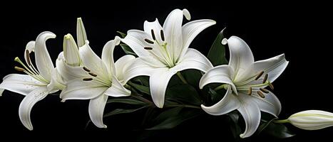 AI generated White lily flowers on black background. AI Generated photo