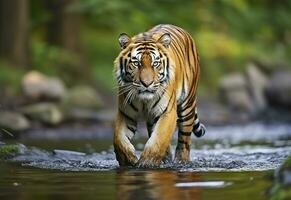 AI generated Amur tiger walking in the water. Dangerous animal.  Animal in a green forest stream. Generative AI photo