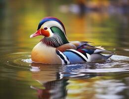 AI generated Closeup of mandarin duck swimming in lake. generative AI. photo