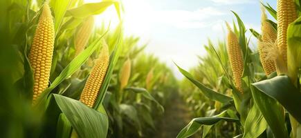 AI generated Closeup corn cobs in corn plantation field. Generative AI photo