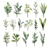 AI generated Collection of watercolor herbs clipart on white background. AI Generated photo