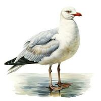 AI generated Watercolor seagull isolated on white background. AI Generated photo