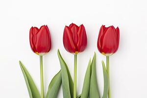 AI generated Red tulips isolated on white background. AI Generated photo