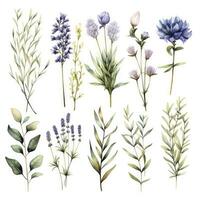 AI generated Collection of watercolor herbs clipart on white background. AI Generated photo