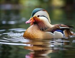 ai generado de cerca de mandarín Pato nadando en lago. generativo ai. foto