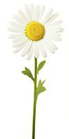 AI generated Common daisy isolated on white background. AI Generated photo