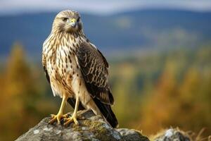 AI generated Hawk sitting on rock looking for prey. AI Generated photo
