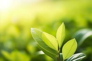 ai generado naturaleza de verde hoja en un jardín en verano debajo luz de sol. primavera antecedentes. ai generado foto