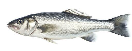 AI generated One fresh sea bass fish isolated on white background. AI Generated. photo