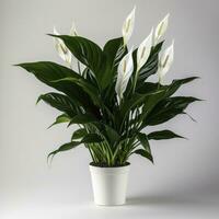 AI generated Peace Lily on a plain white background. AI Generated photo