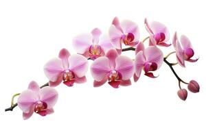 AI generated Pink Orchid isolated on white background. AI Generated photo