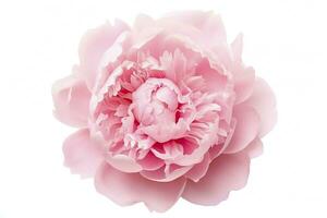 AI generated Peony isolated on white background. AI Generated photo