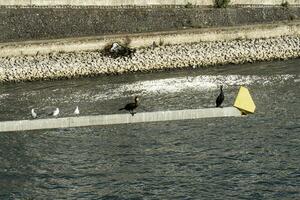 birds sit on a bridge structure near the river photo