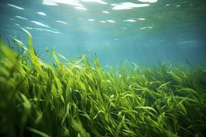 AI generated Underwater view of a group of seabed with green seagrass. AI Generated photo