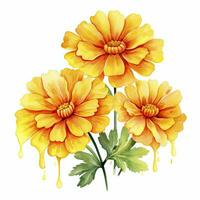 AI generated Watercolor autumn marigold flowers with raindrops on white background. AI Generated photo