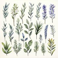 AI generated Collection of watercolor herbs clipart on white background. AI Generated photo