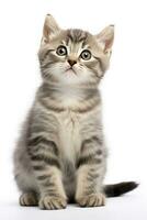 AI generated Playful funny kitten looking up isolated on a white background. AI Generated photo