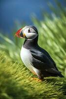 AI generated Puffin bird on a green grass patch. AI Generated photo