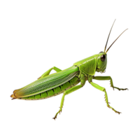 AI generated Grasshopper png isolated on transparent background