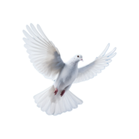 AI generated Beautiful flying dove isolated on a transparent background png