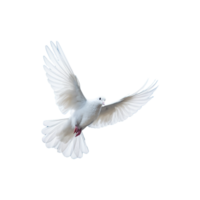 AI generated Beautiful flying dove isolated on a transparent background png