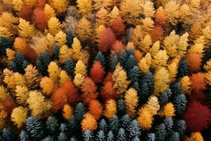 ai generado aéreo. otoño bosque ver desde arriba. otoño naturaleza paisaje. foto