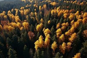 AI generated Aerial. Autumn forest view from above. Autumn nature landscape. photo