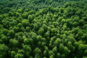 AI generated Aerial top view rural road in the forest, dirt road or mud road and rain forest, Aerial view road in nature, Ecosystem and healthy environment photo
