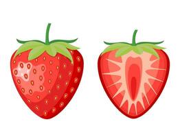 red berry strawberry and a half of strawberry isolated on white background. Vector illustration in flat style