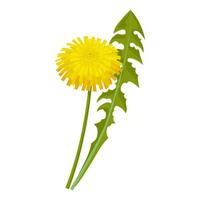 Vector illustration, dandelion flower with green leaves, isolated on white background.