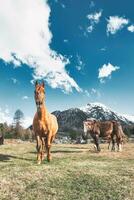 Horses in mountain meadow photo