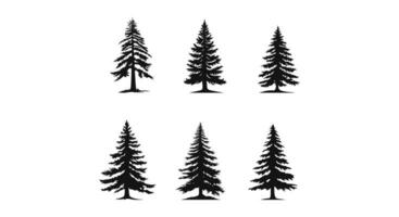Soothing Pine Grove Graphics vector
