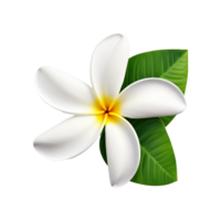 AI generated White plumeria flower png isolated on transparent background