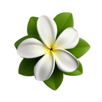 AI generated White plumeria flower png isolated on transparent background